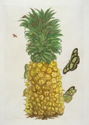 Pineapple with caterpillar and butterflies